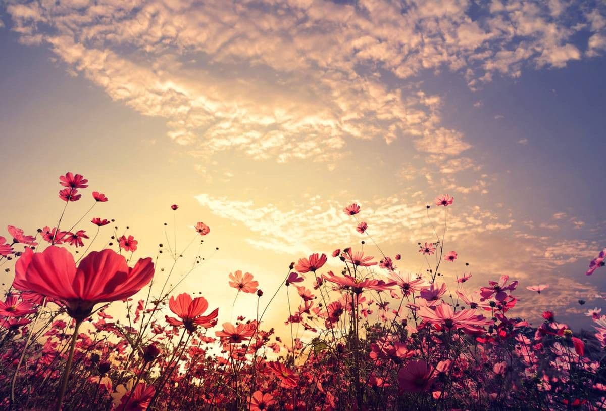 Predaj pozemku 250 m², Fryšava pod Žákovou horou, Kraj Vysočina Predaj pozemku 250 m², Fryšava pod Žákovou horou, Kraj Vysočina