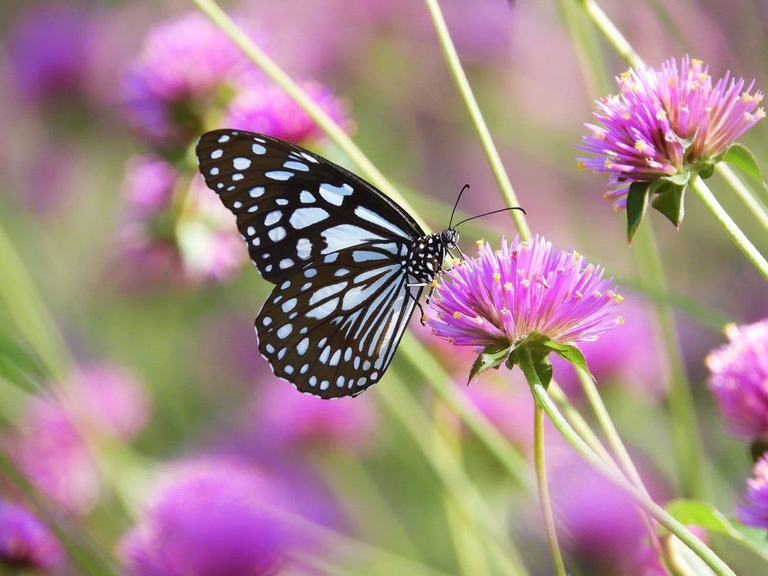 Predaj pozemku 250 m², Fryšava pod Žákovou horou, Kraj Vysočina Predaj pozemku 250 m², Fryšava pod Žákovou horou, Kraj Vysočina